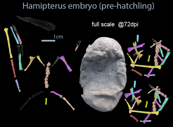 Hamipterus in situ