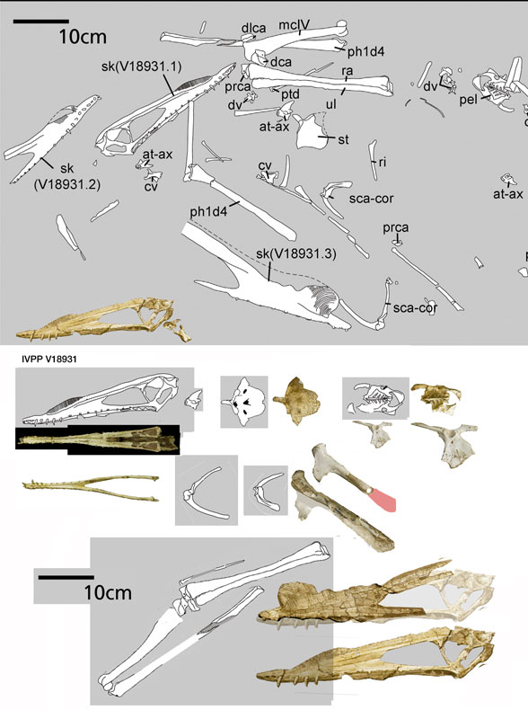 Hamipterus parts