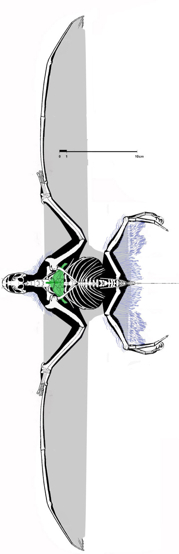 Jeholopterus dorsal view