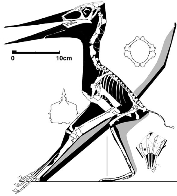 Muzquizopteryx