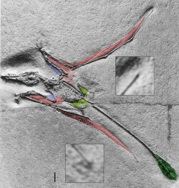 Rhamphorhynchus No. 11