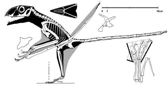 Peteinosaurus