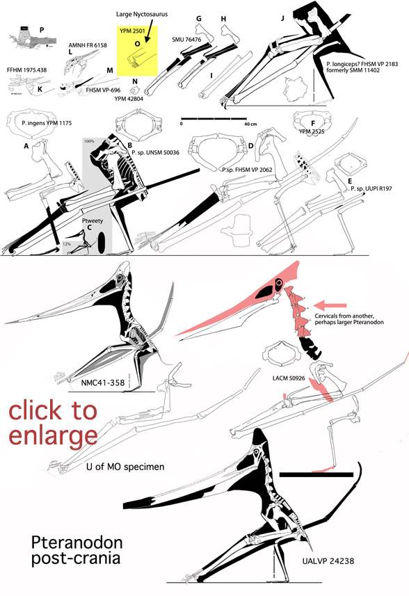 Pteranodon post-crania