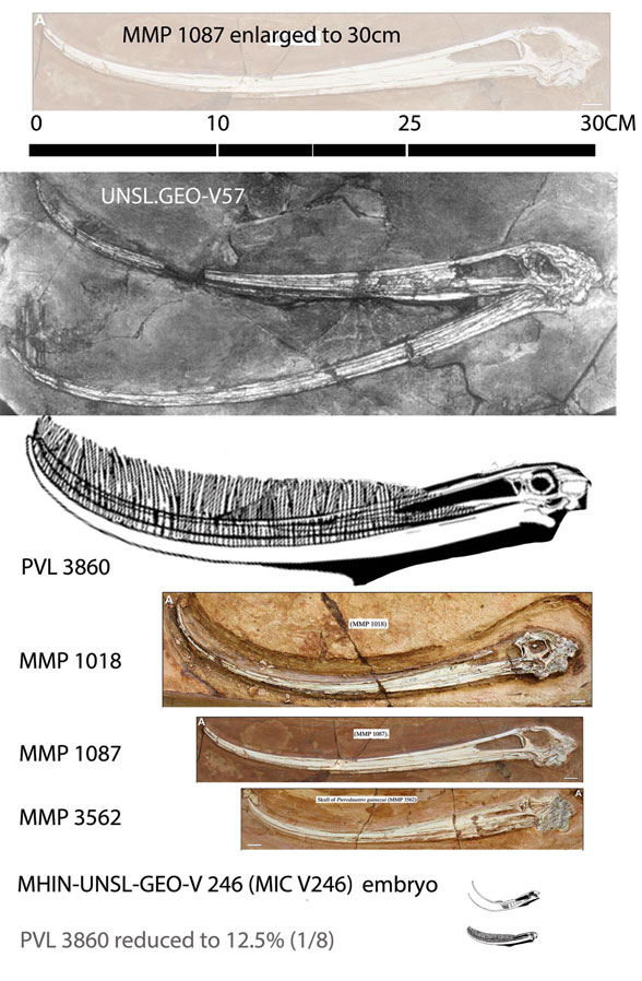 Pterodaustro growth series embryo to juvenile to adult