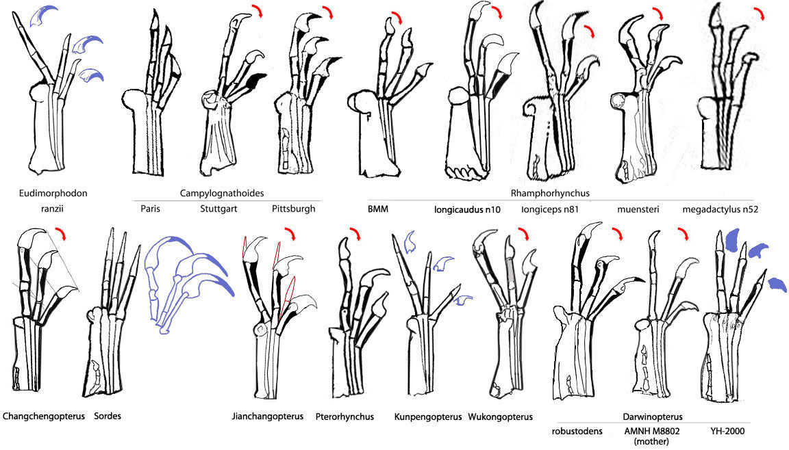 Pterosaur fingers eudimorphodontids