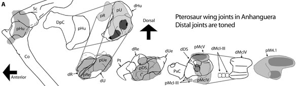 pterosaur wing joints