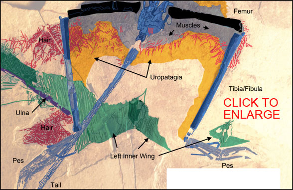 Sordes Uropatagium