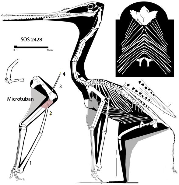 Sos 2428, the flightless pterosaur