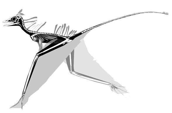 Sharovipteryx running animation