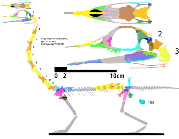 Fuyuansaurus