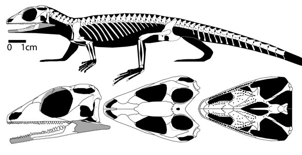 Gephyrosaurus