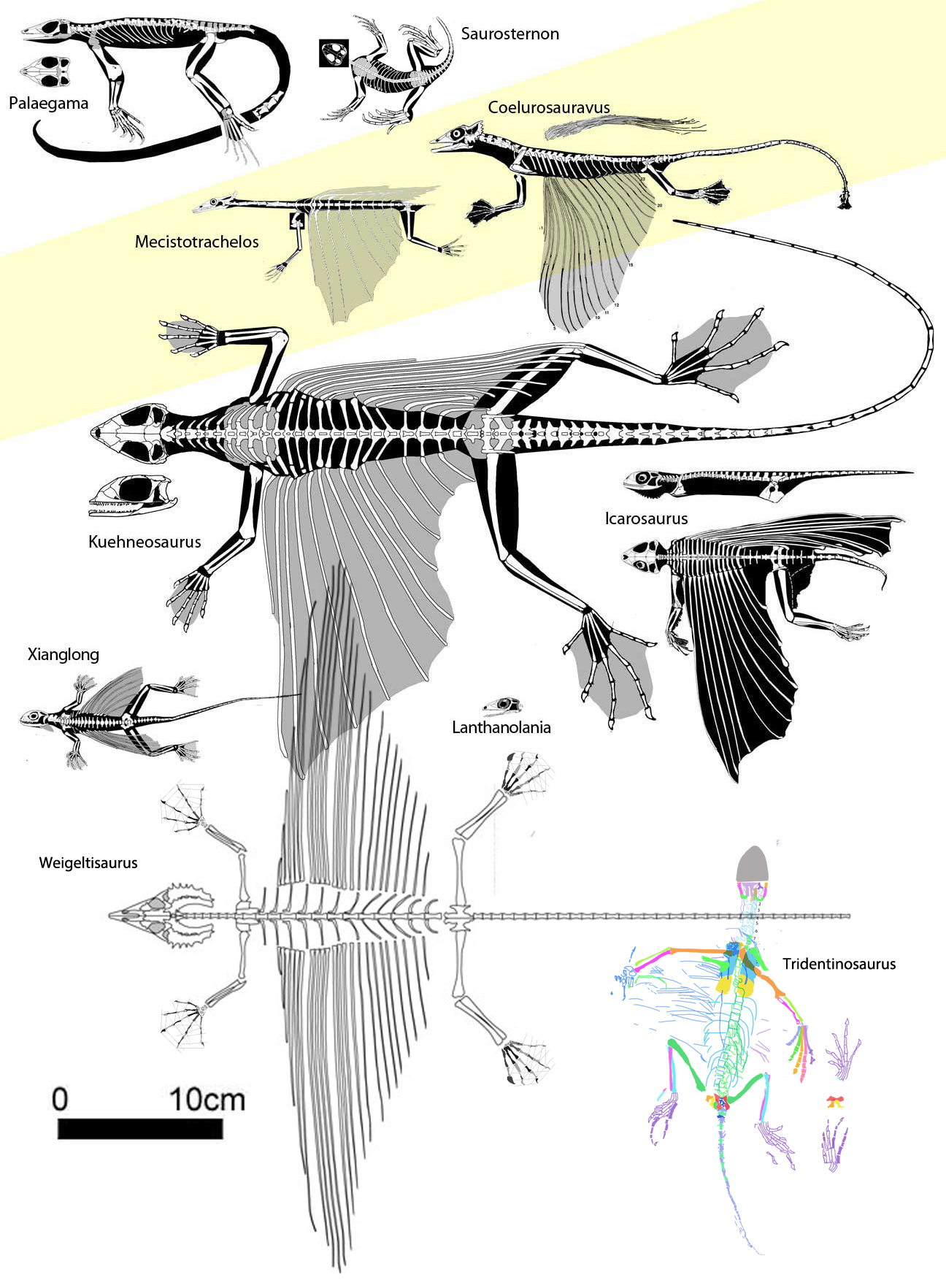 Triassic Gliders