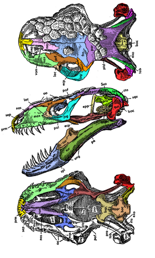 Heloderma skull 3 views