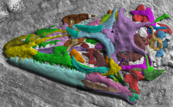 Huehuecuetzpali skull insitu