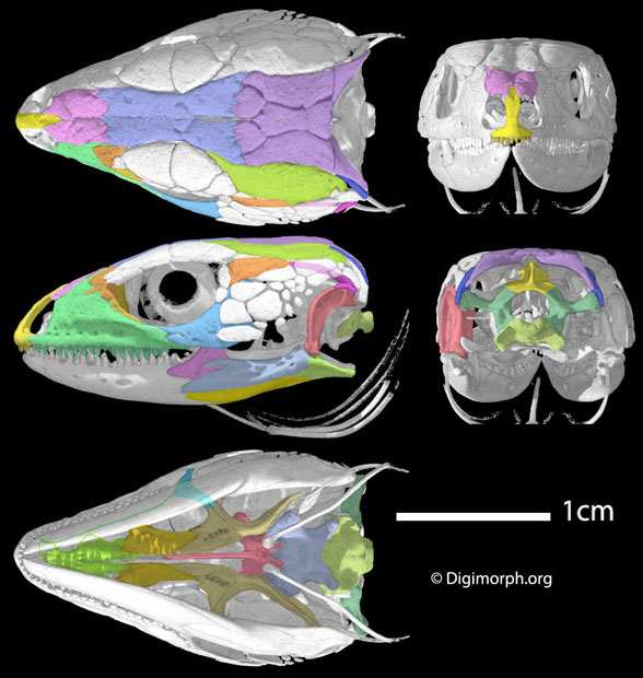 Lacerta skull