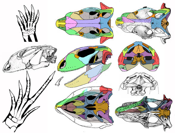 Macrocephalosaurus skull