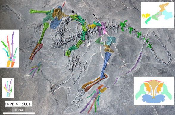 Macrocnemus fuyuanensis holotype