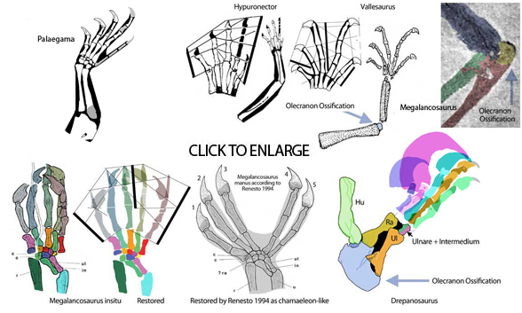 Drepanosaurus Forelimb Evolution