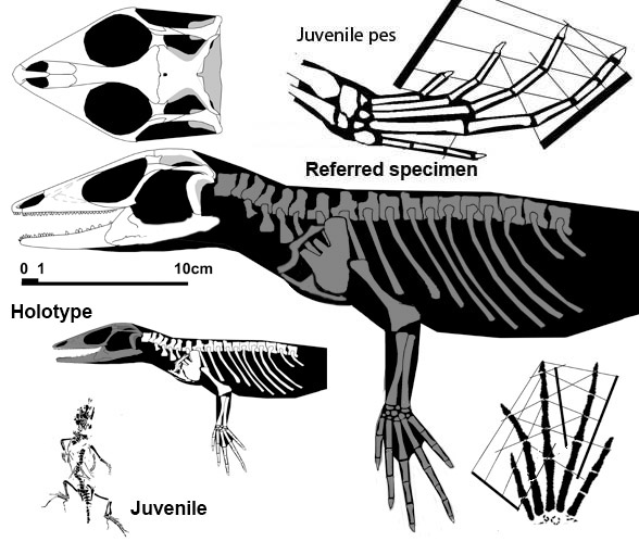 Meyasaurus