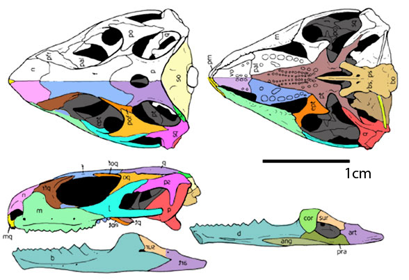 Microsphenodon