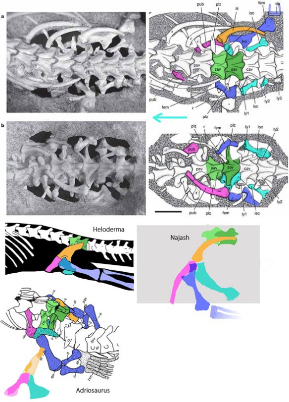 Najash pelvis