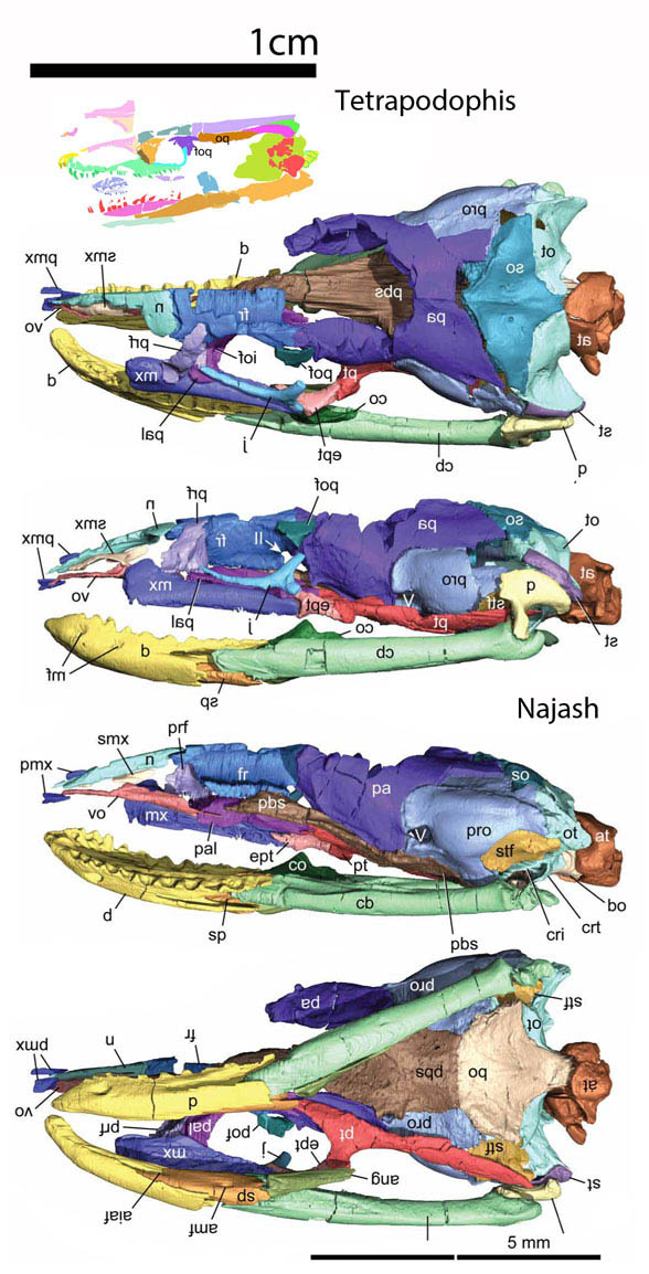 Najash skull