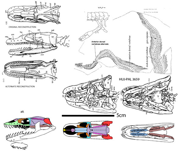 Pachyrhachis