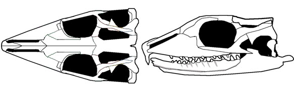 Palaeopleurosaurus traced from fossil