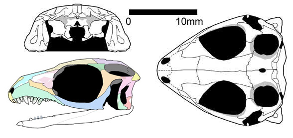 Paliguana