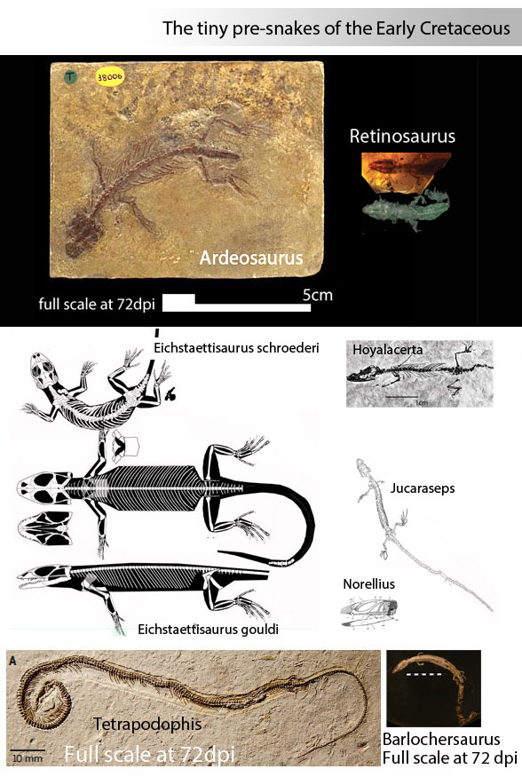 Retinosaurus and kin