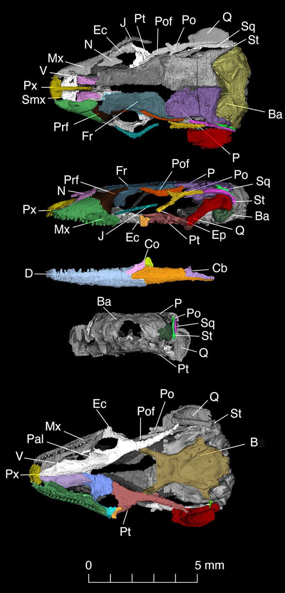 Retinosaurus skull