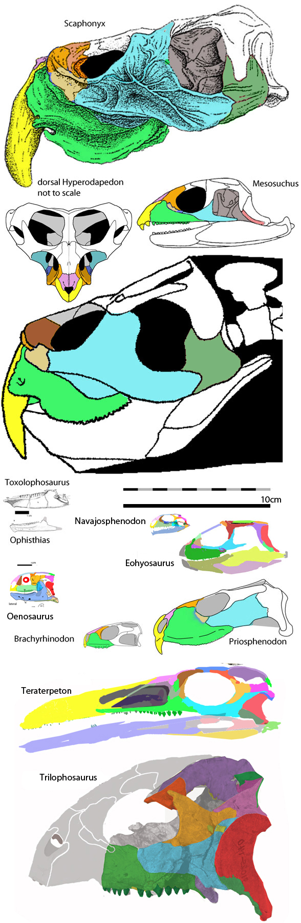 Rhynchosaur origins