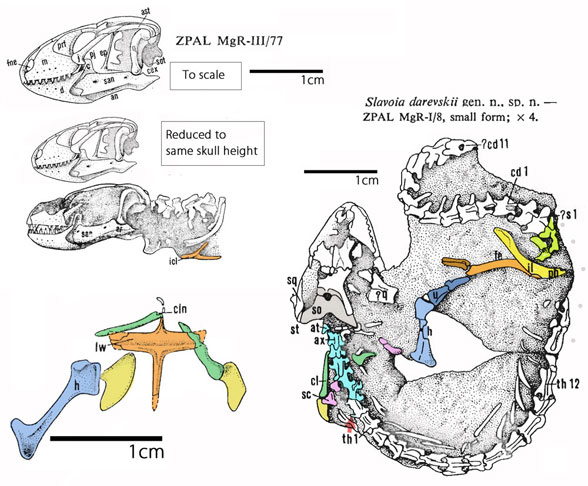 Slavoia holotype