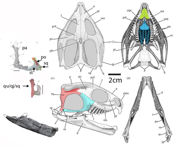 Sphenotitan