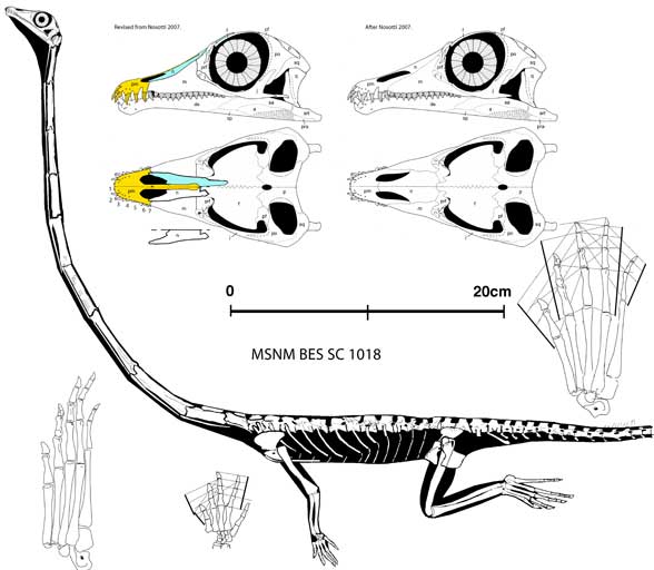 Tanystropheus specimen a