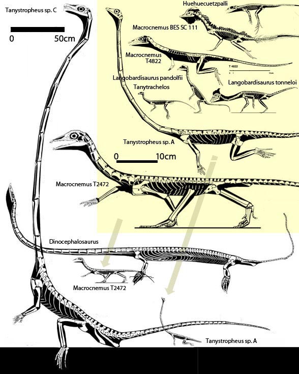 Tanystropheus and kin