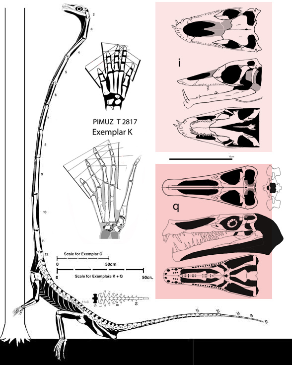 Tanystropheus specimens k and q