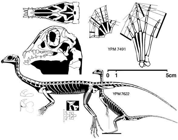 Tanytrachelos