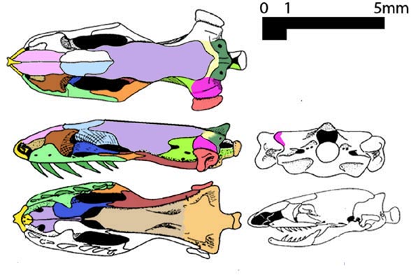 Uropeltis