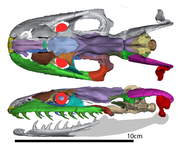 Yurlunggur skull