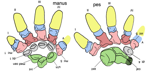 meiolania manus pes