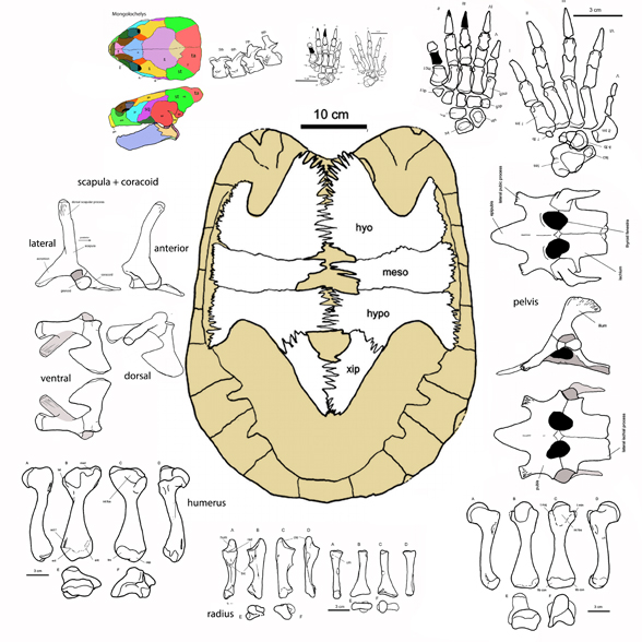 Mongolochelys parts