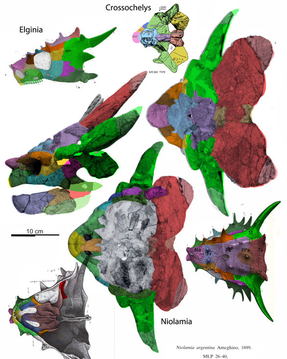 Niolamia skull compared to Elginia