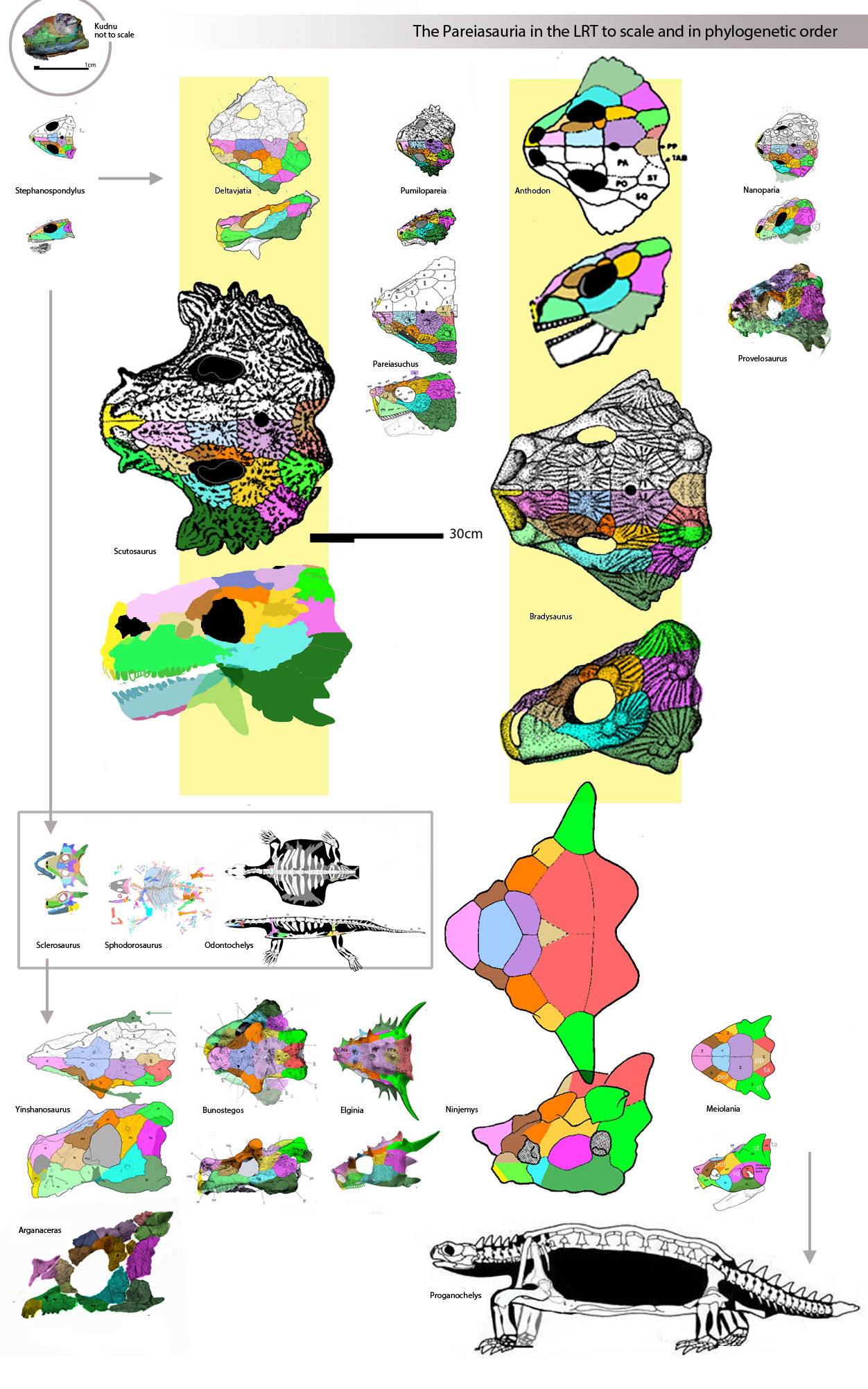 Pareiasauria to scale and in phylogenetic order