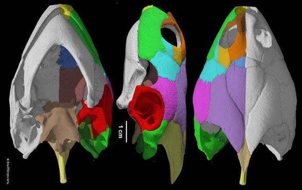 Podocnemis skull