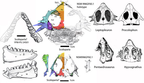 Scoloparia as a procolophonid