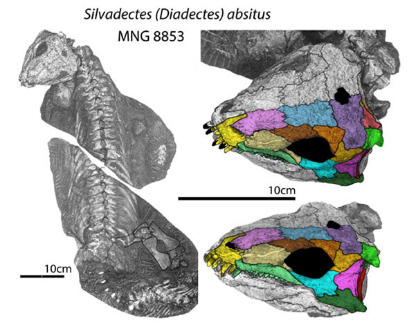 Silvadectes skulls