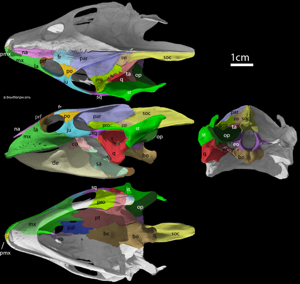 Trionyx skull