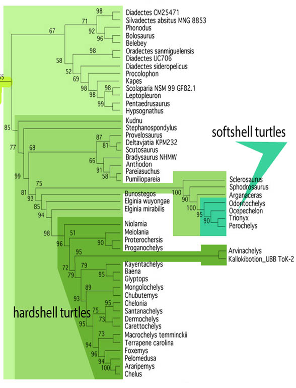 Turtle clade