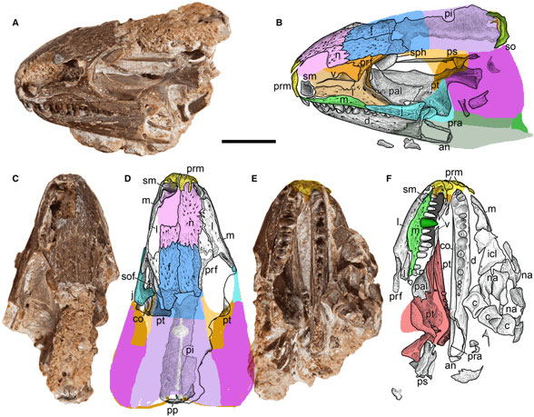 Labidosauriscus